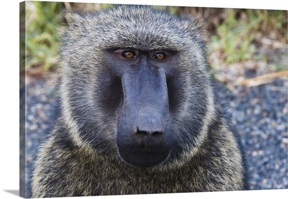 Baboon in Abijatta-Shalla Lakes National Park, Ethiopia