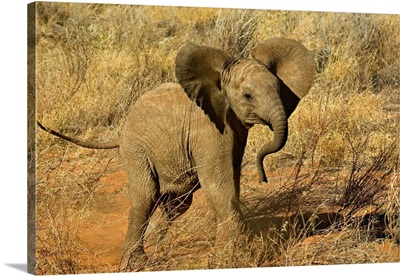 Baby African Elephant, Loxodonta Africana, Samburu Game Reserve, Kenya
