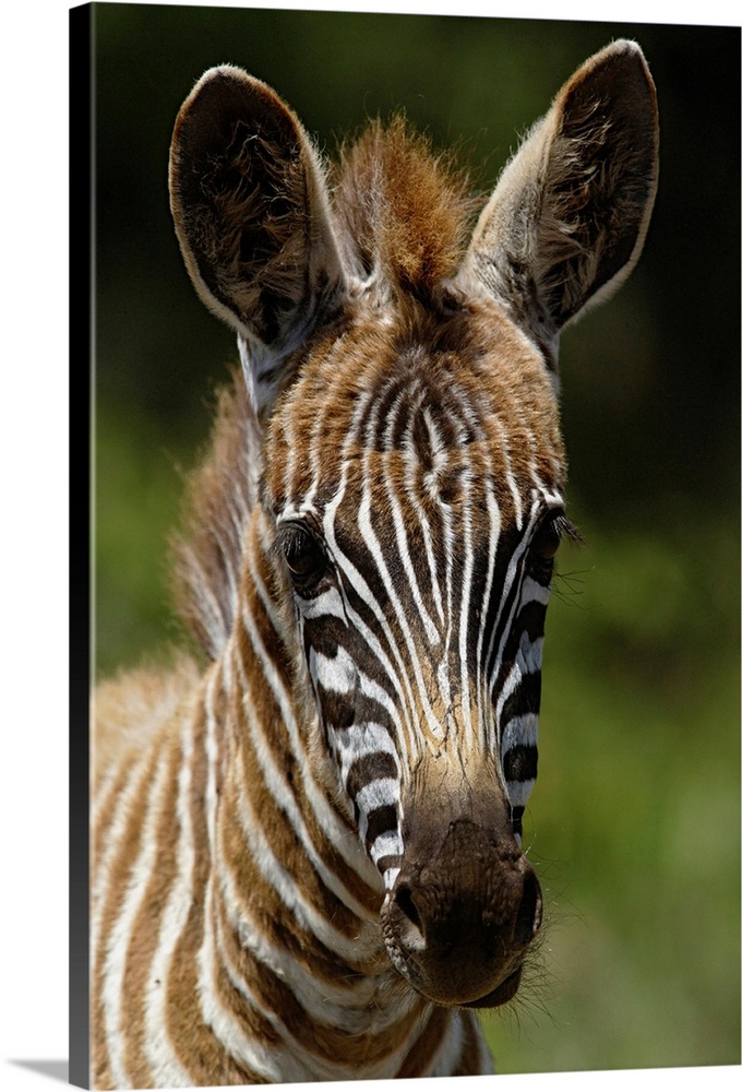 Baby Burchell's Zebra, Equus burchellii, Lake Nakuru National Park, Kenya.