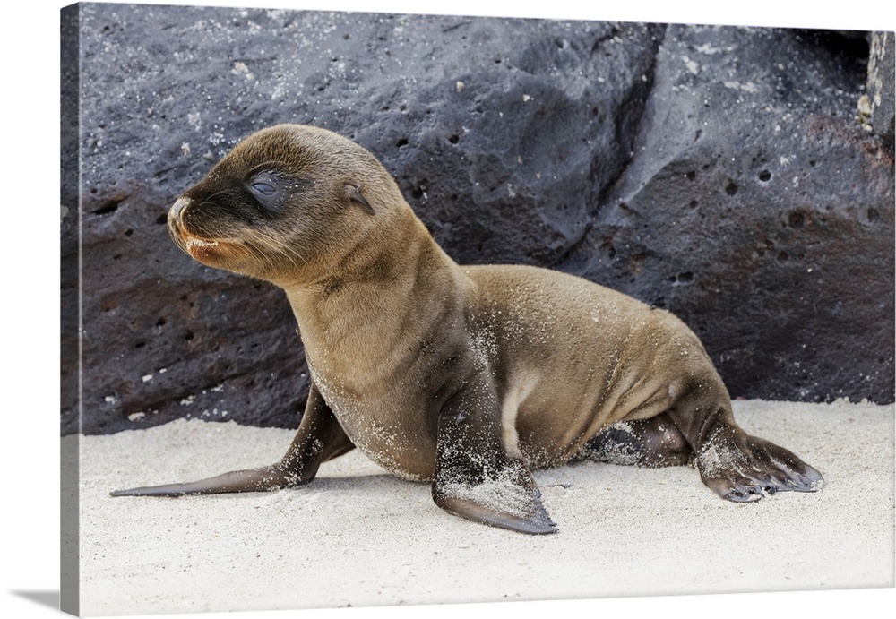 Baby Galapagos sealion pup, Espanola Island, Galapagos Islands, Ecuador. South America, Ecuador.