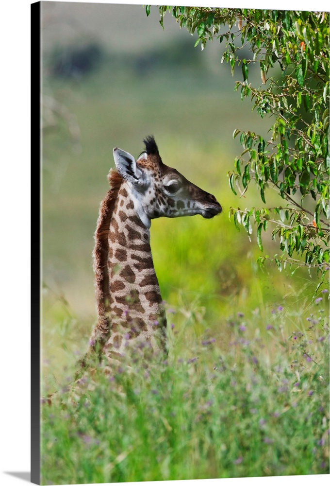 Baby giraffe, Maasai Mara National Reserve, Kenya.