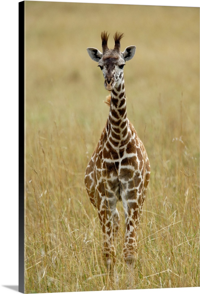 Baby Masai Giraffe, Giraffa camelopardalis tippelskirchi, Masai Mara Game Reserve, Kenya.