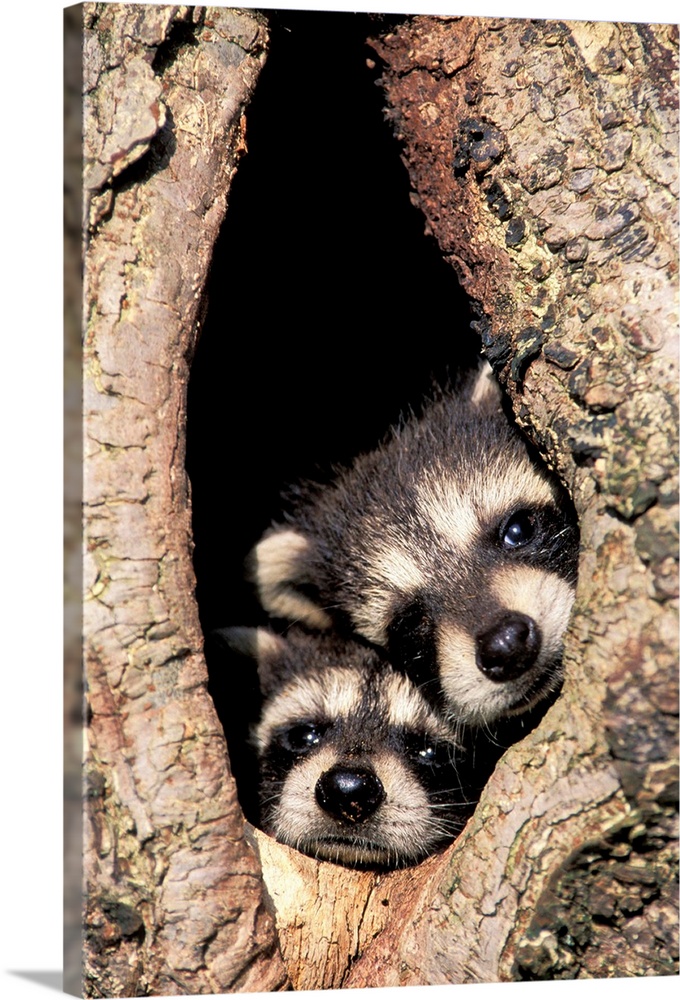 Baby raccoons in tree cavity (Procyon lotor).