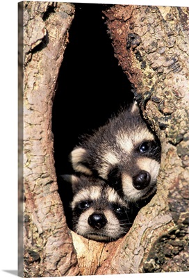 Baby Raccoons In Tree Cavity (Procyon Lotor)