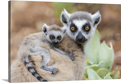 Baby Ring-Tailed Lemur, Africa, Madagascar, Anosy, Berenty Reserve