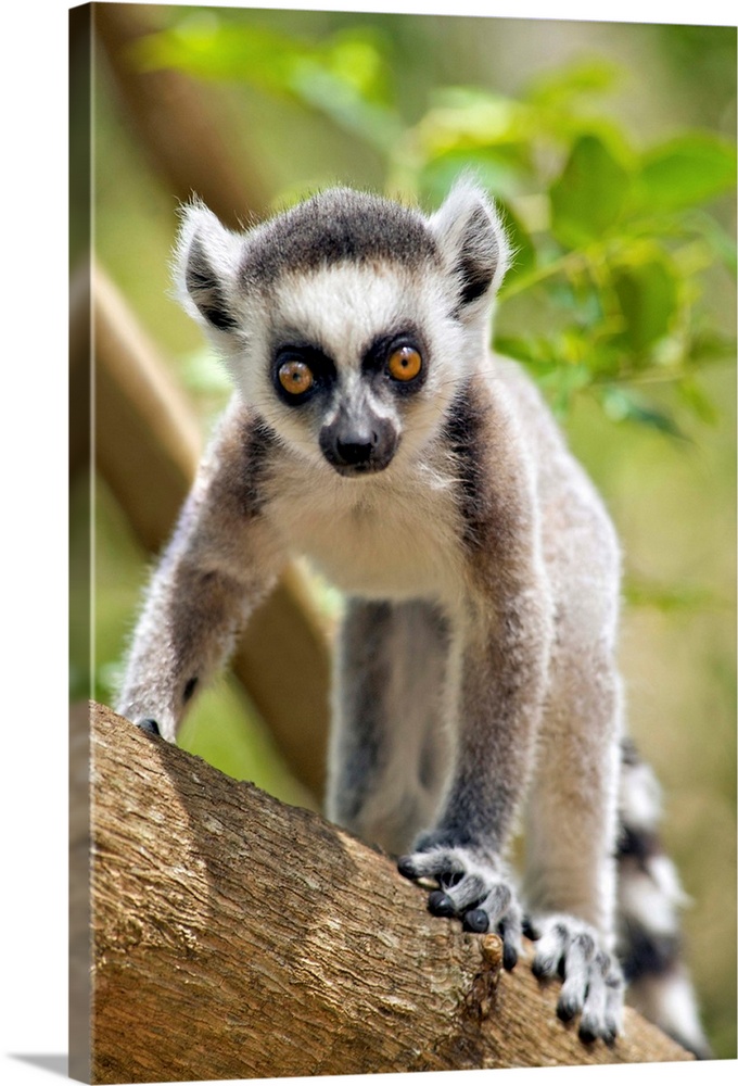 Baby ring-tailed lemur (lemur catta) in the Anja private community reserve near Ambalavao in southern Madagascar.