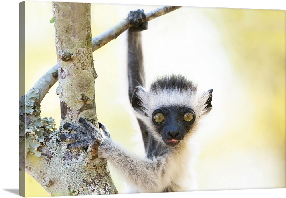 Africa, Madagascar, Anosy Region, Berenty Reserve. A baby Verreaux's sifaka playing in a tree right next to its mother.