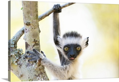Baby Verreaux's Sifaka, Madagascar