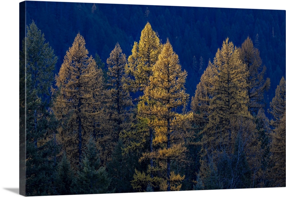 Backlit autumn larch trees in the Kootenai National Forest, Montana, USA.