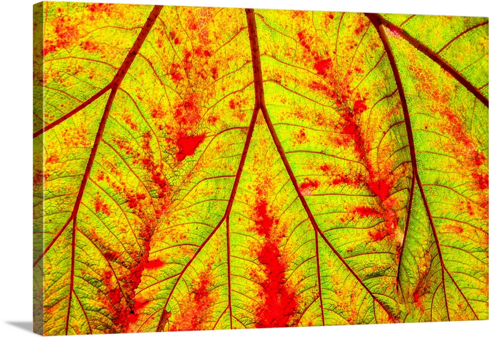 Backlit leaf, starting to turn red in autumn.