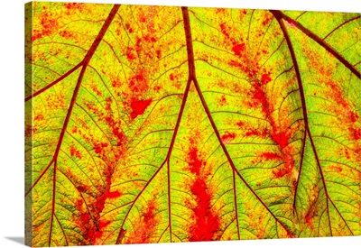 Backlit leaf, starting to turn red in autumn