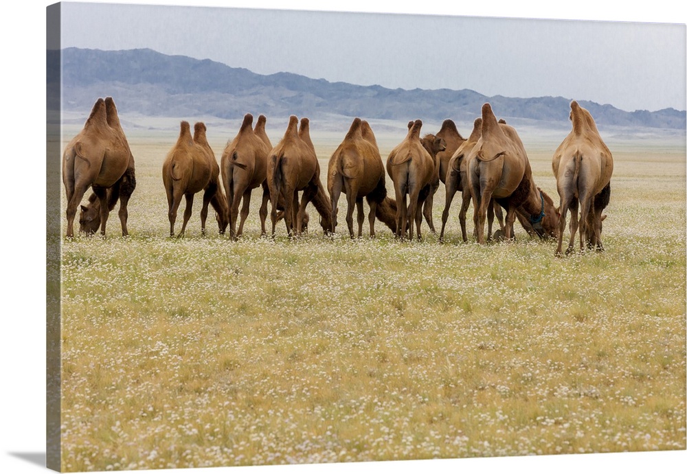 Bactrian Camel Herd. Gobi Desert. Mongolia.