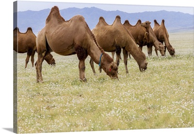 Bactrian Camel Herd In Gobi Desert, Mongolia