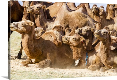 Bactrian Camel Herd In Gobi Desert, Mongolia