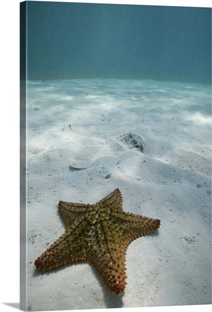 Bahamas, Grand Bahama Island, Freeport, Underwater view of sea star near Golden Rock Beach
