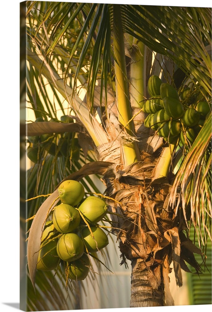 BAHAMAS-Grand Bahama Island-Lucaya:.Our Lucaya Resort:.Coconut Palm Tree Detail