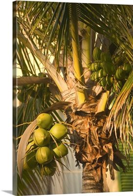 Bahamas, Grand Bahama Island, Lucaya Resort, Coconut Palm Tree Detail