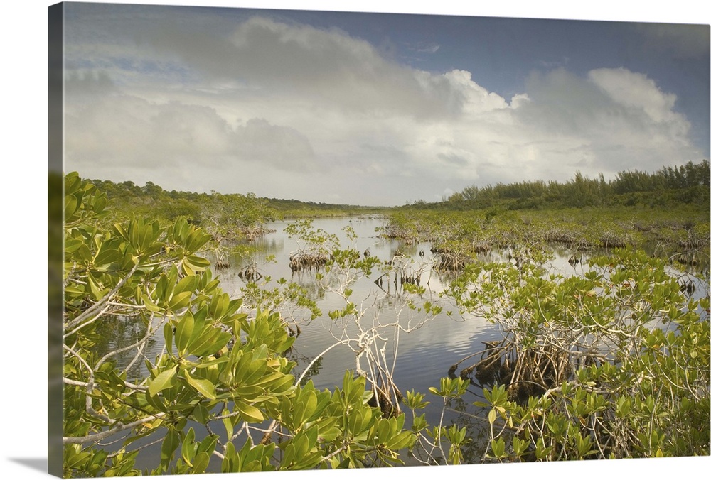 BAHAMAS-Grand Bahama Island-Eastern Side:.Lucayan National Park-.Mangrove Area by Gold Rock Beach