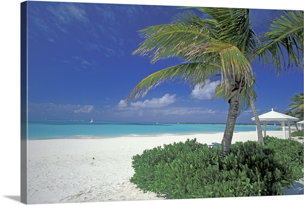 Bahamas, Long Island, Cape Santa Maria.Palms along the pristine beach
