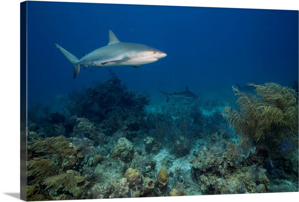 Bahamas, New Providence Island, Caribbean Reef Sharks (Carcharhinus perezi) swimming in Caribbean Sea