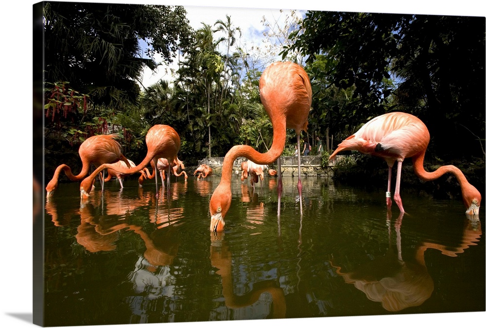 Bahamas, New Providence Island, Nassau, Caribbean Flamingos (Phoenicopterus ruber) at Ardastra Gardens