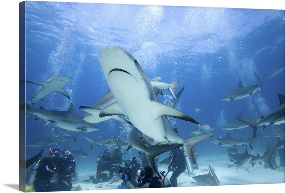 Bahamas, New Providence Island, Scuba divers and Caribbean Reef Sharks during Stuart Cove's shark feeding dive