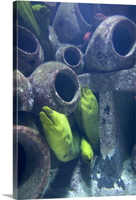 Bahamas, Paradise Island, Nassau, Moray Eels inside aquarium inside Atlantis Resort