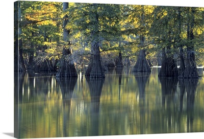 Bald Cypress trees Horseshoe Lake State Park Illinois