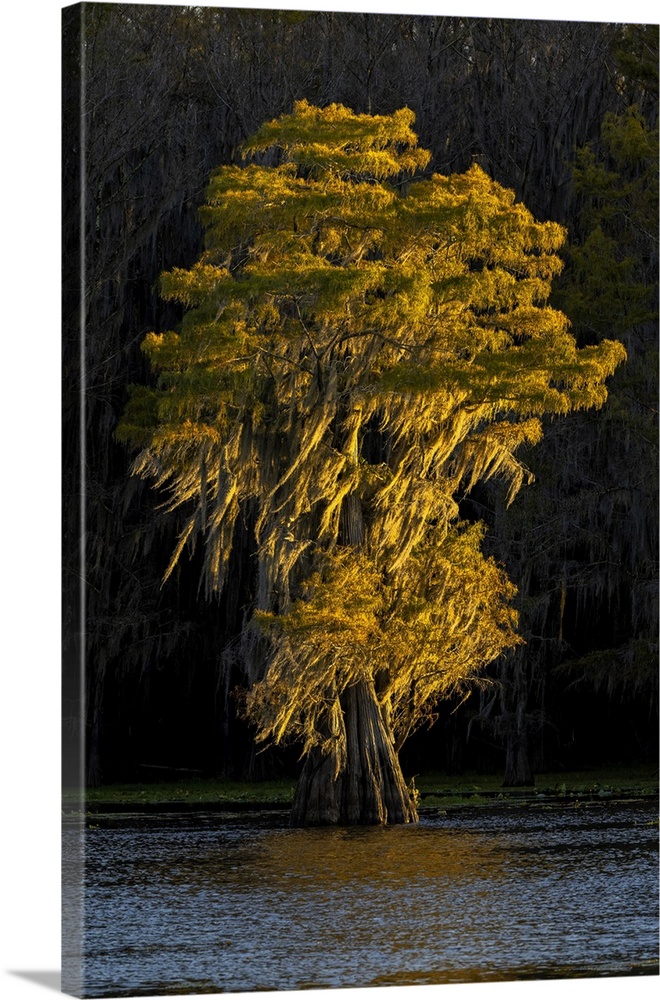 Bald cypress trees in autumn colors at sunset. Caddo Lake, Uncertain, Texas. United States, Texas.