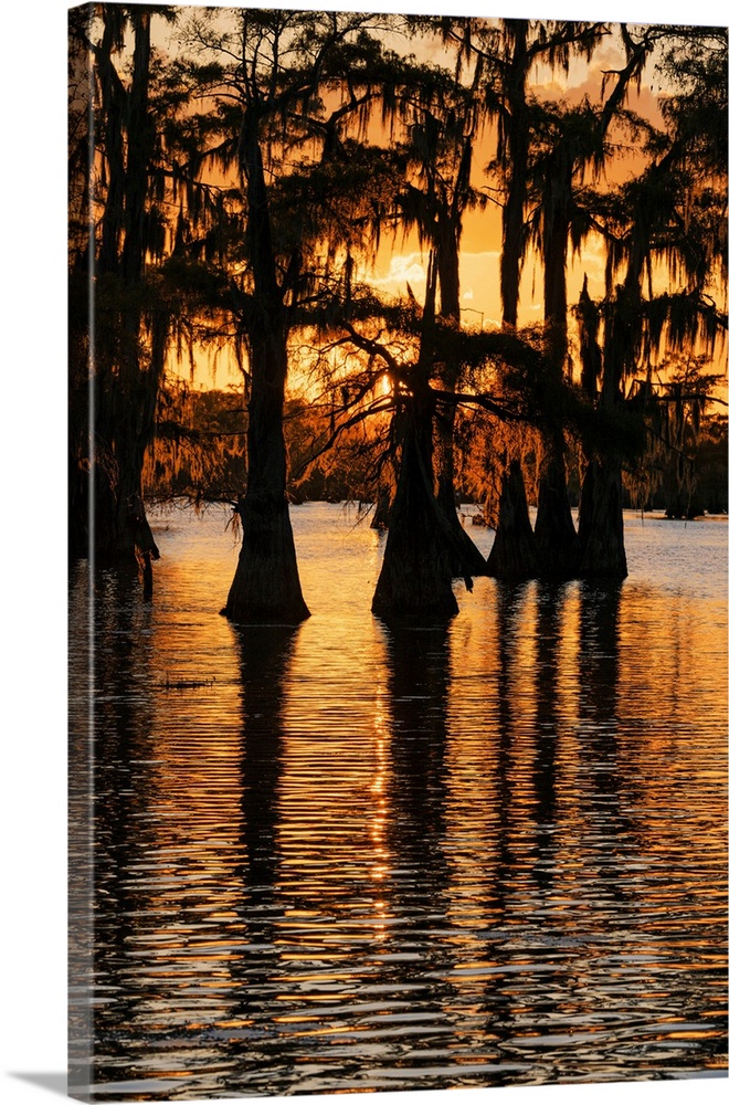 Bald cypress trees silhouetted at sunset. Caddo Lake, Uncertain, Texas. United States, Texas.