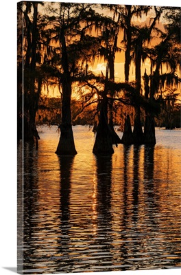 Bald Cypress Trees Silhouetted At Sunset, Caddo Lake, Uncertain, Texas