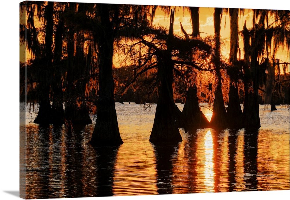 Bald cypress trees silhouetted at sunset. Caddo Lake, Uncertain, Texas. United States, Texas.