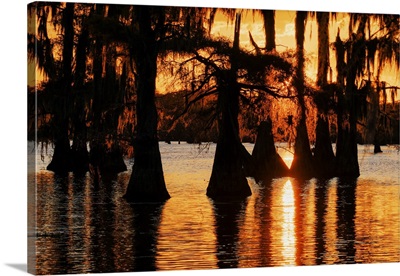 Bald Cypress Trees Silhouetted At Sunset, Caddo Lake, Uncertain, Texas