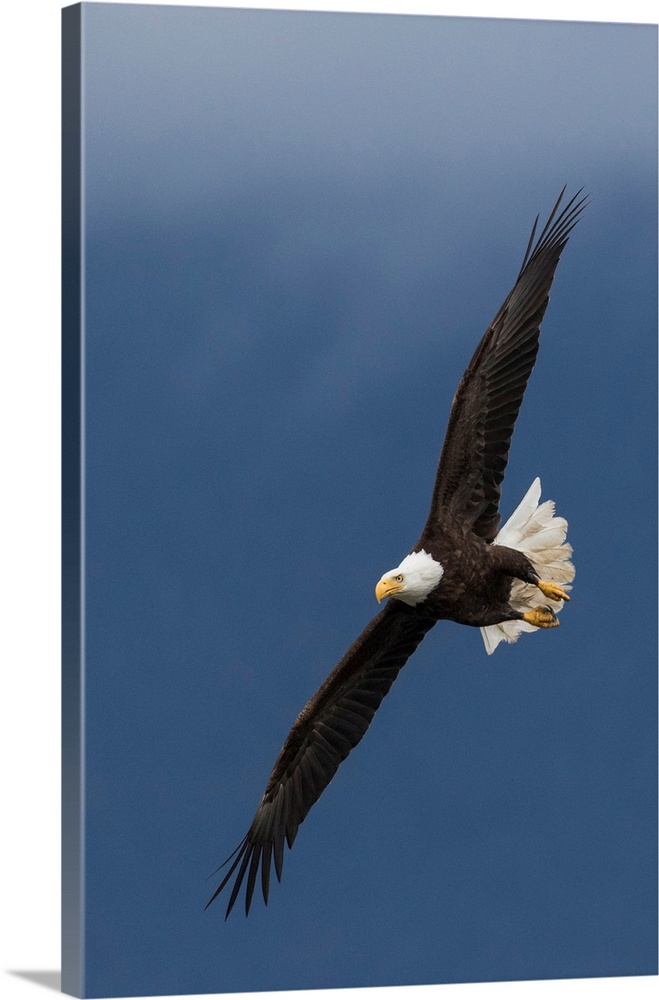 Bald Eagle Flight.