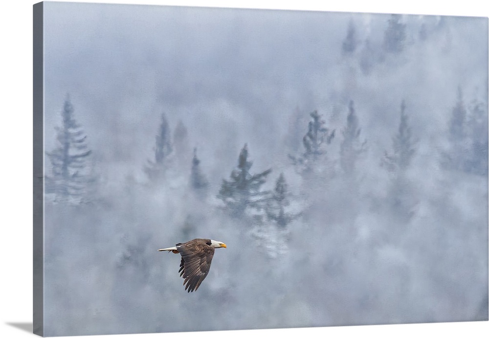 Bald Eagle, Nooksack River in Washington State.