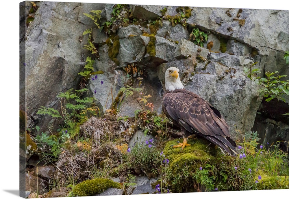 North America, USA, Alaska, Katmai National Park. Bald Eagle, Haliaeetus leucocephalus, perched on a rock wall in Amalik Bay.