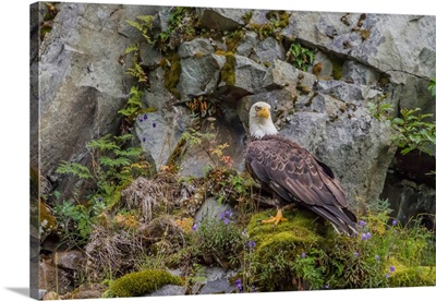 Bald Eagle Perched On A Rock Wall, Amalik Bay, Katmai National Park, Alaska