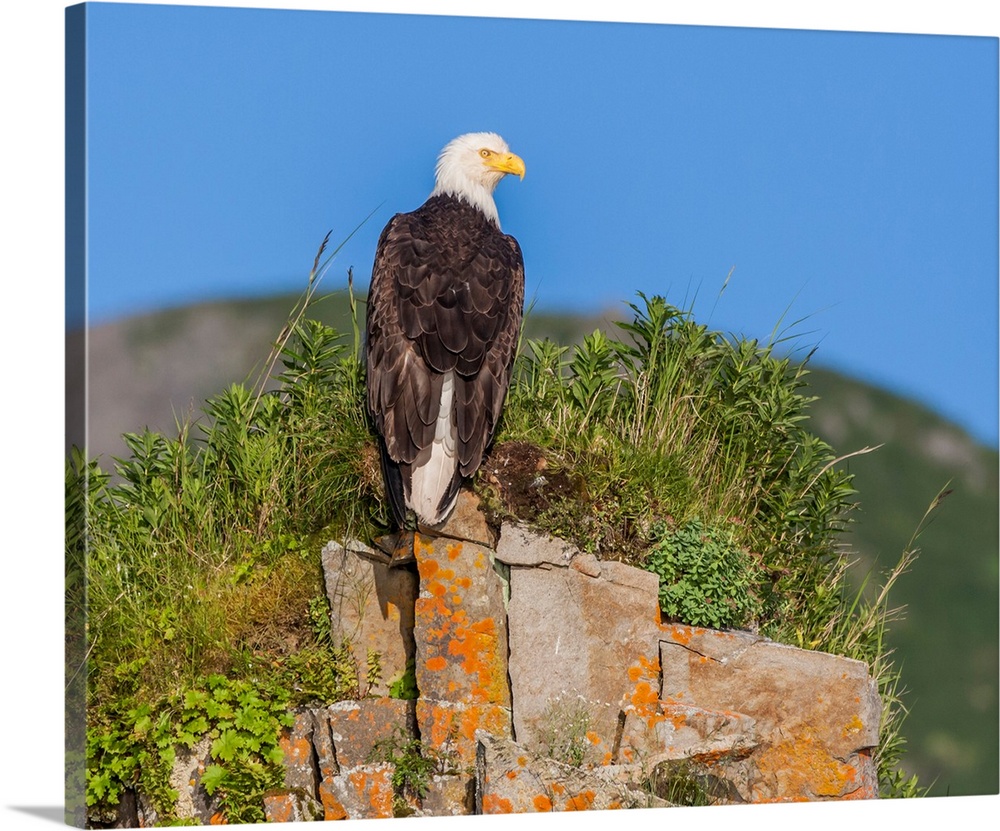 North America, USA, Alaska, Katmai National Park, Kukak Bay. Bald Eagle, Haliaeetus leucocephalus. Bald eagle perched on r...