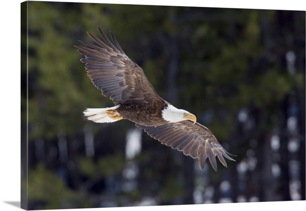 Bald Eagle, winter flight