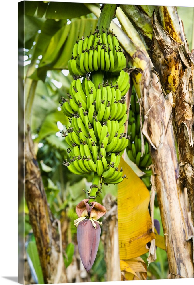 AUSTRALIA, Queensland, North Coast, Babinda. Detail of Banana Plant.