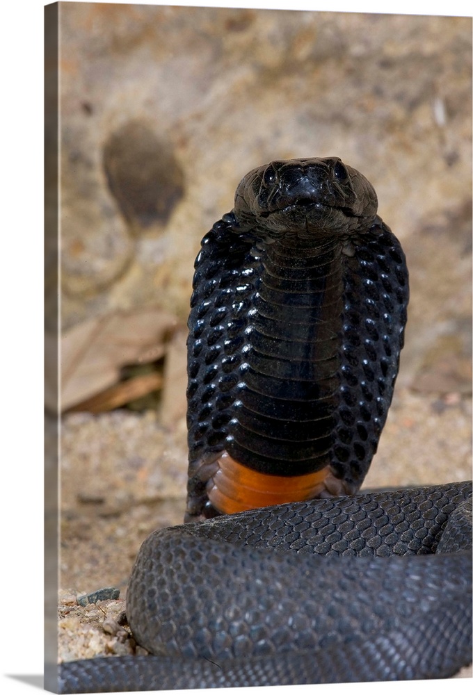Banded Spitting Cobra.Naja nigricollis.Native to South Africa