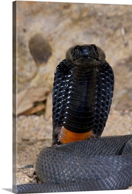 Banded Spitting Cobra, Naja nigricollis, Native to South Africa