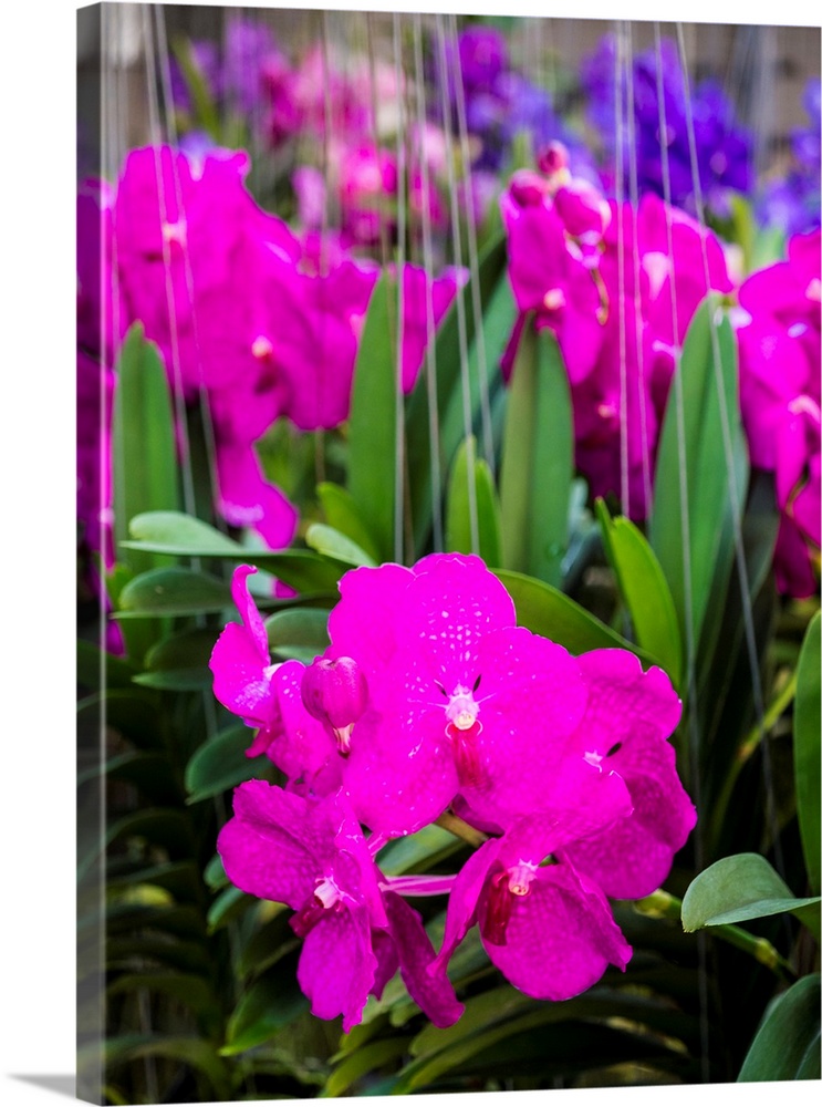 Bangkok Street Flower Market. Flowers ready for display at many places including Temples.