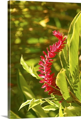 Barbados, Bathsheba, Andromeda Botanic Gardens, Tropical Vegetation