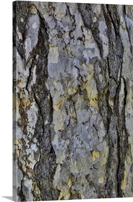 Bark Of A Pine Tree, Garden At Strathmore College, Pennsylvania