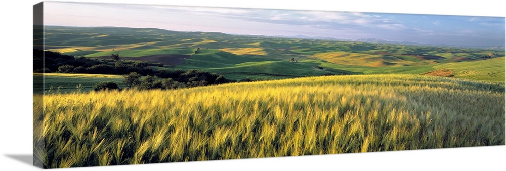Washington State, Colfax. Barley fields cover much of the rolling hills of the Palouse region of eastern Washington State.