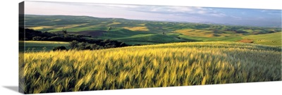 Barley fields cover much of the rolling hills of the Palouse region, Washington