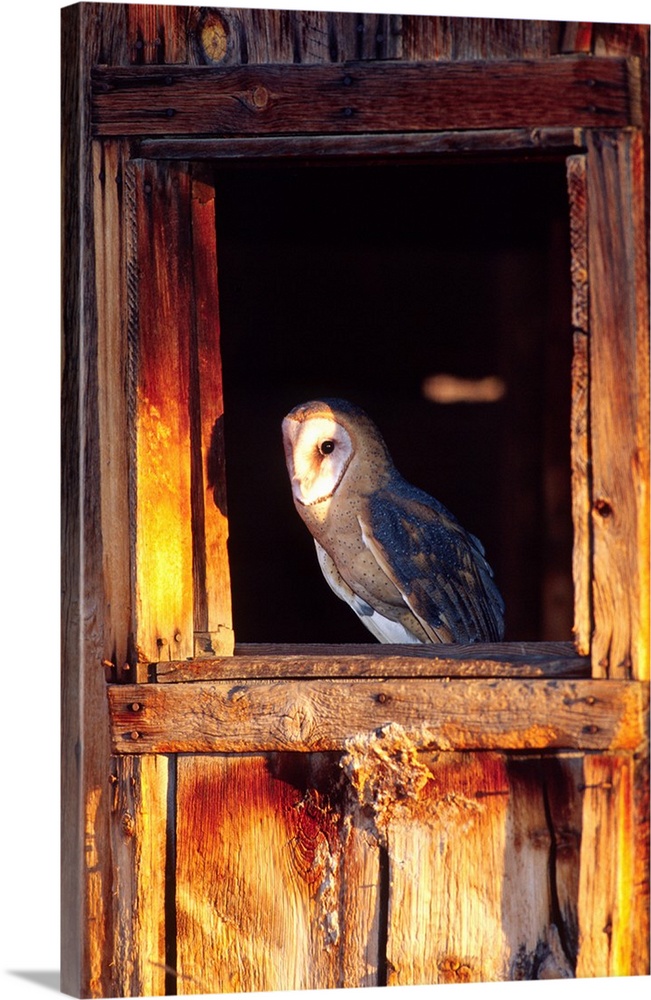 Barn Owl.Tylo alba.Native to Southern US