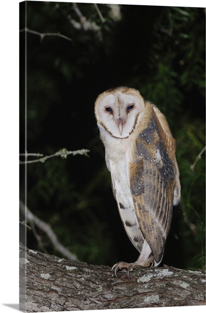 Barn Owl, Tyto alba, adult, Willacy County, Rio Grande Valley, Texas, USA, May 2007