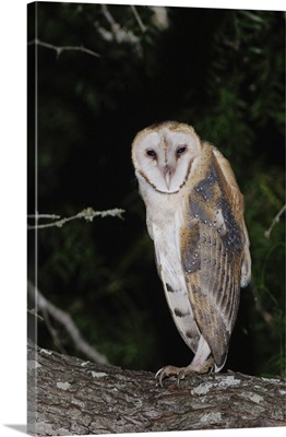 Barn Owl, Tyto alba, adult, Willacy County, Rio Grande Valley, Texas